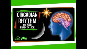 Circadian Rhythm